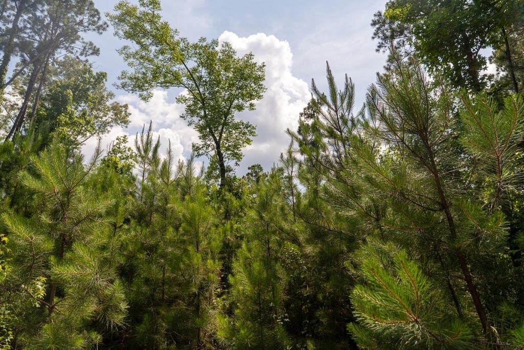 10 acres in Texas County - photo 19