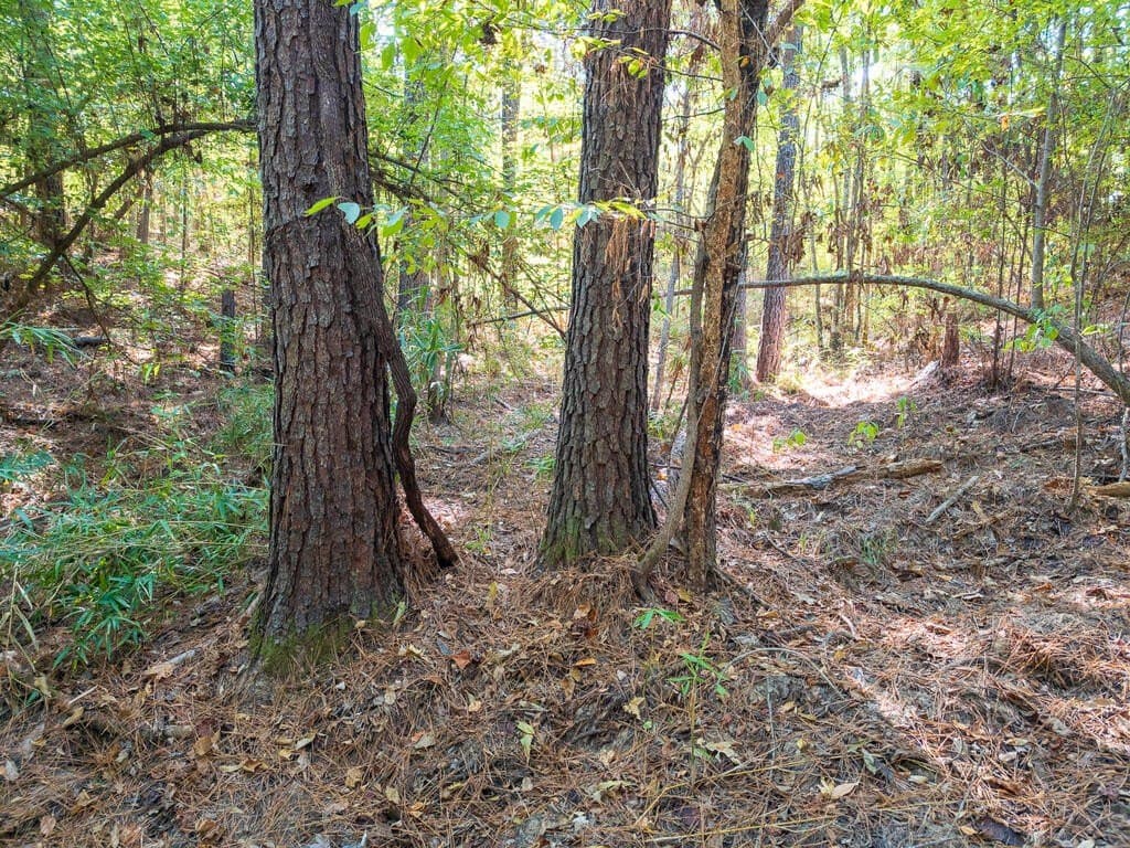 10 acres in Texas County - photo 23