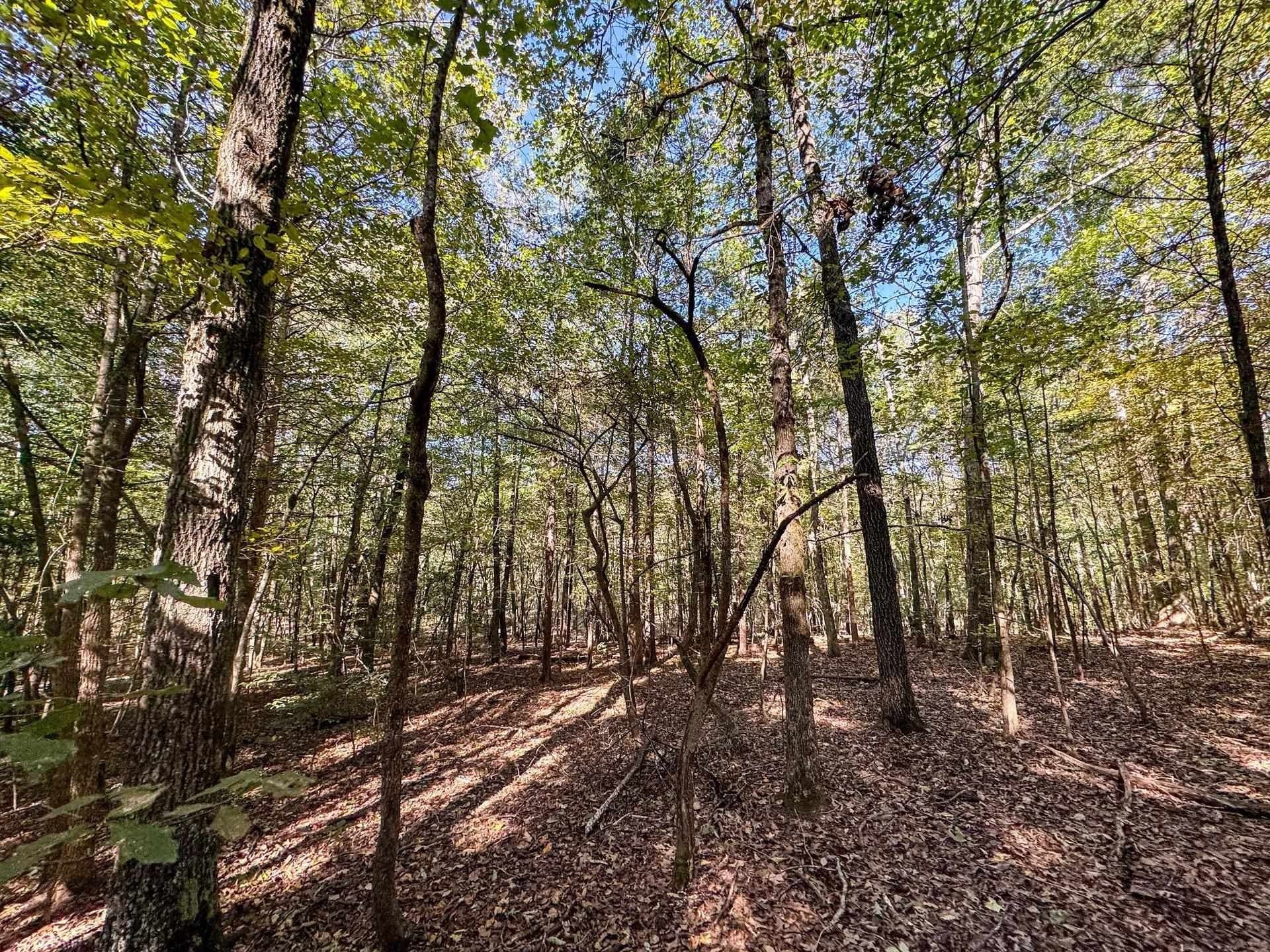 9.19 acres in Cass County - photo 9