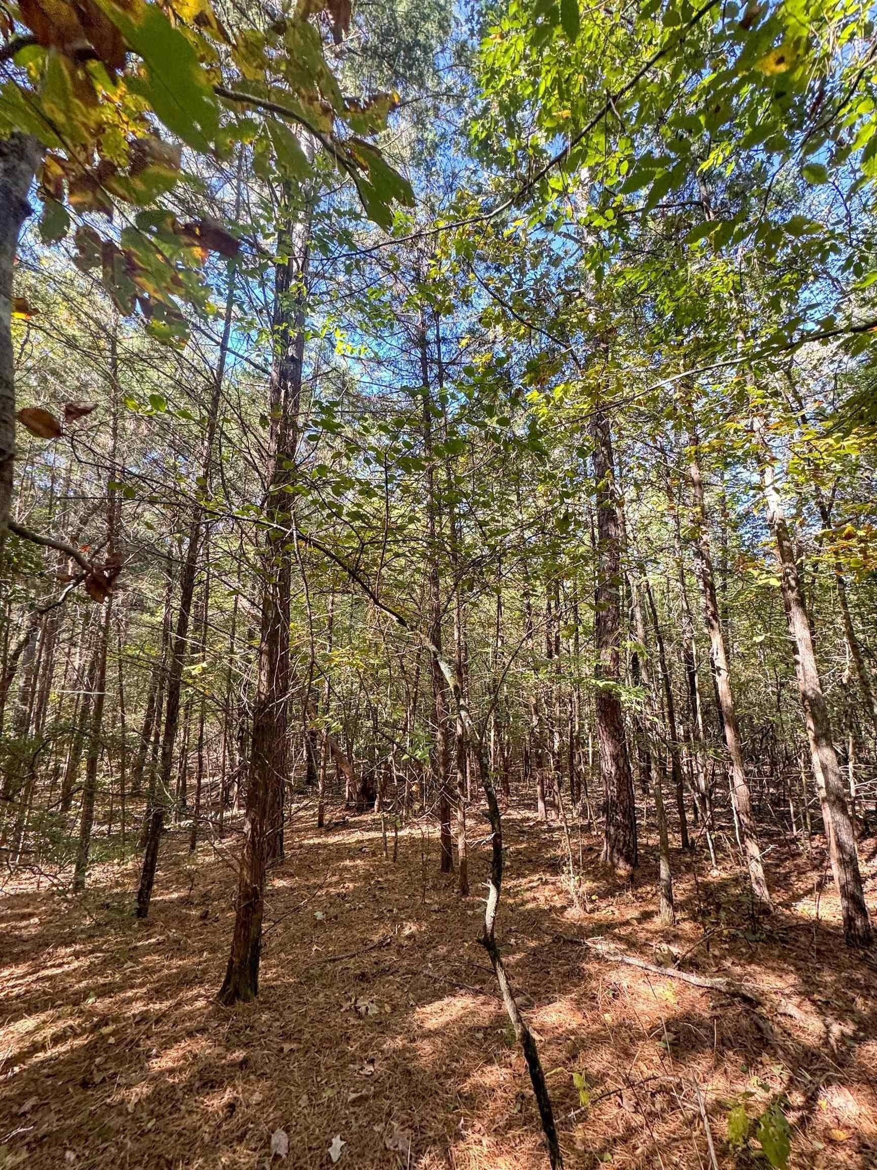 9.19 acres in Cass County - photo 6