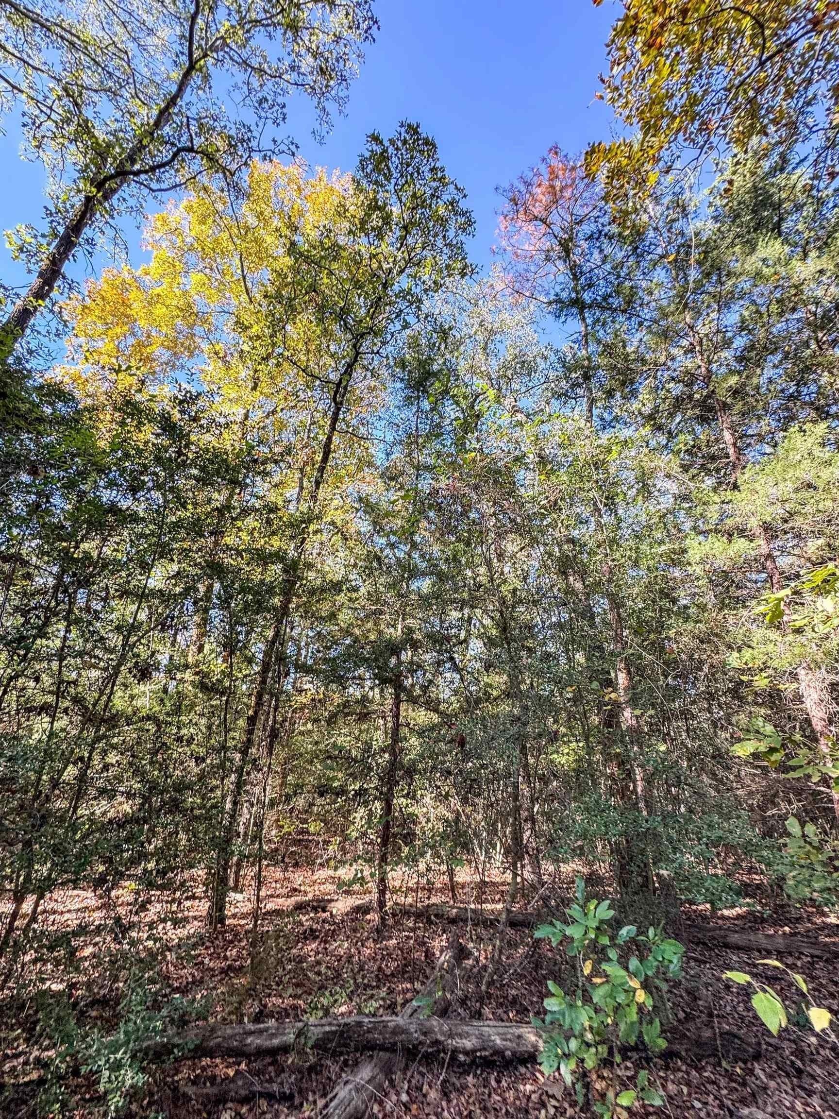9.19 acres in Cass County - photo 8