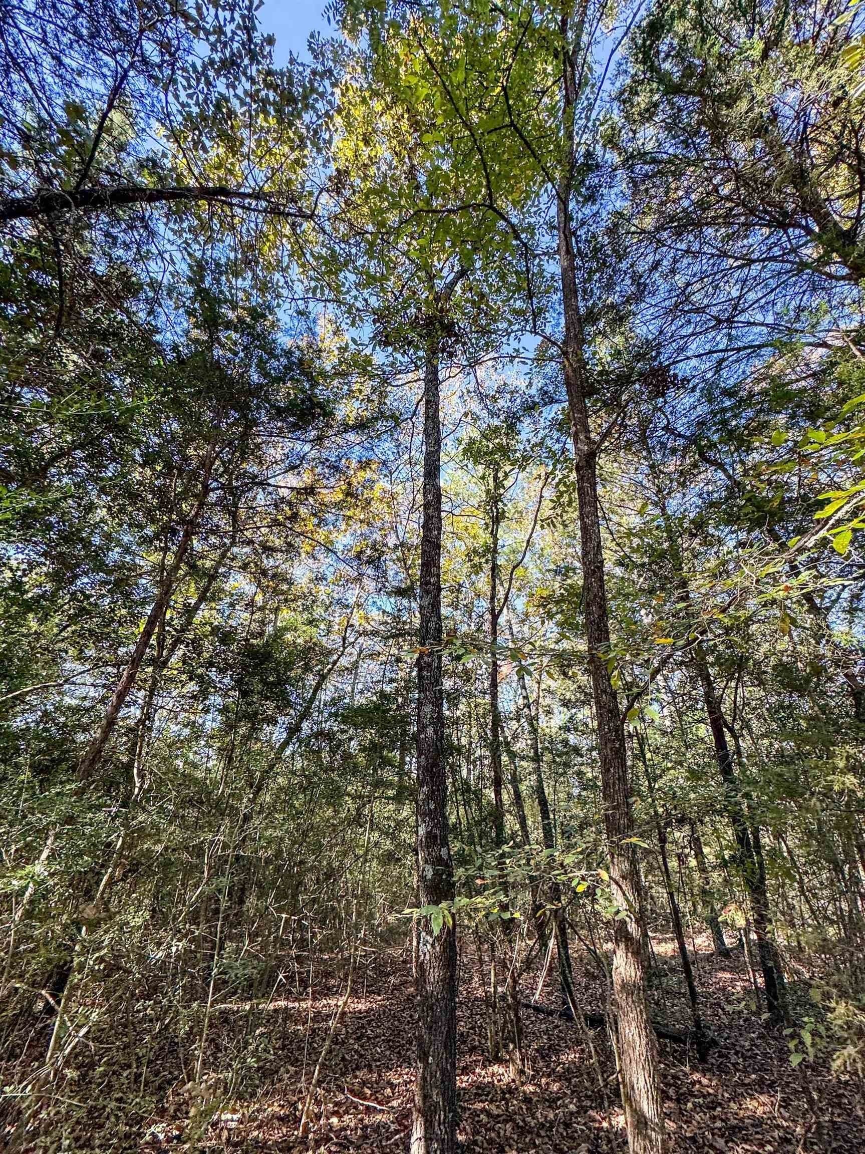 9.19 acres in Cass County featured view