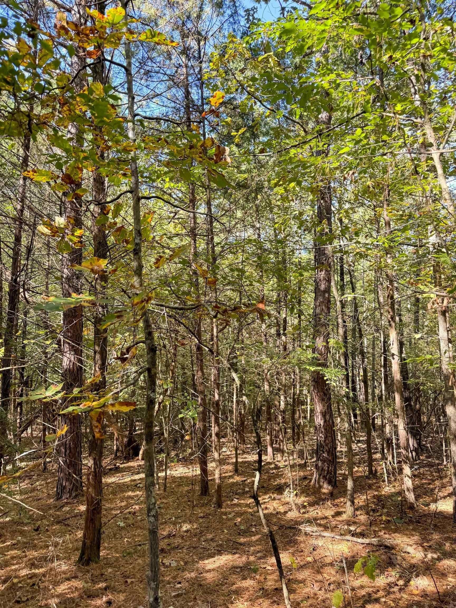 9.19 acres in Cass County - photo 10