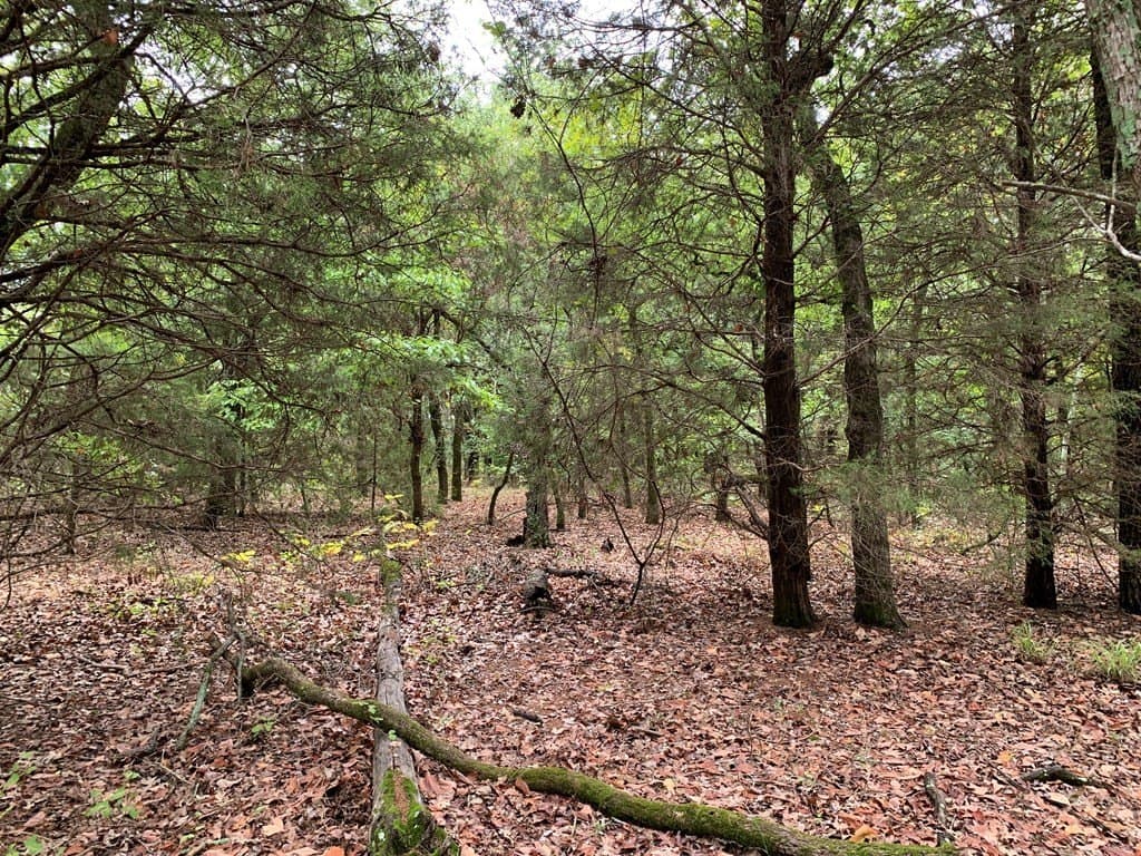 36.97 acres in HENDERSON County - photo 9