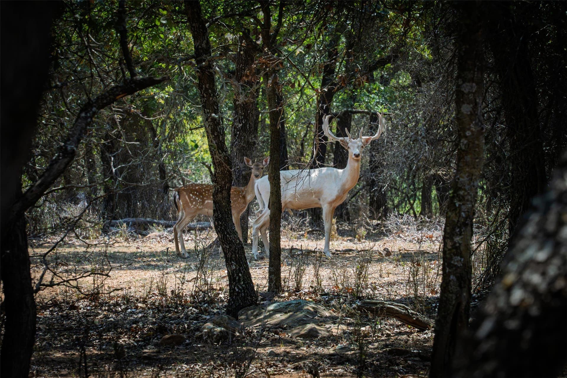 100.78 acres in Young County - photo 32