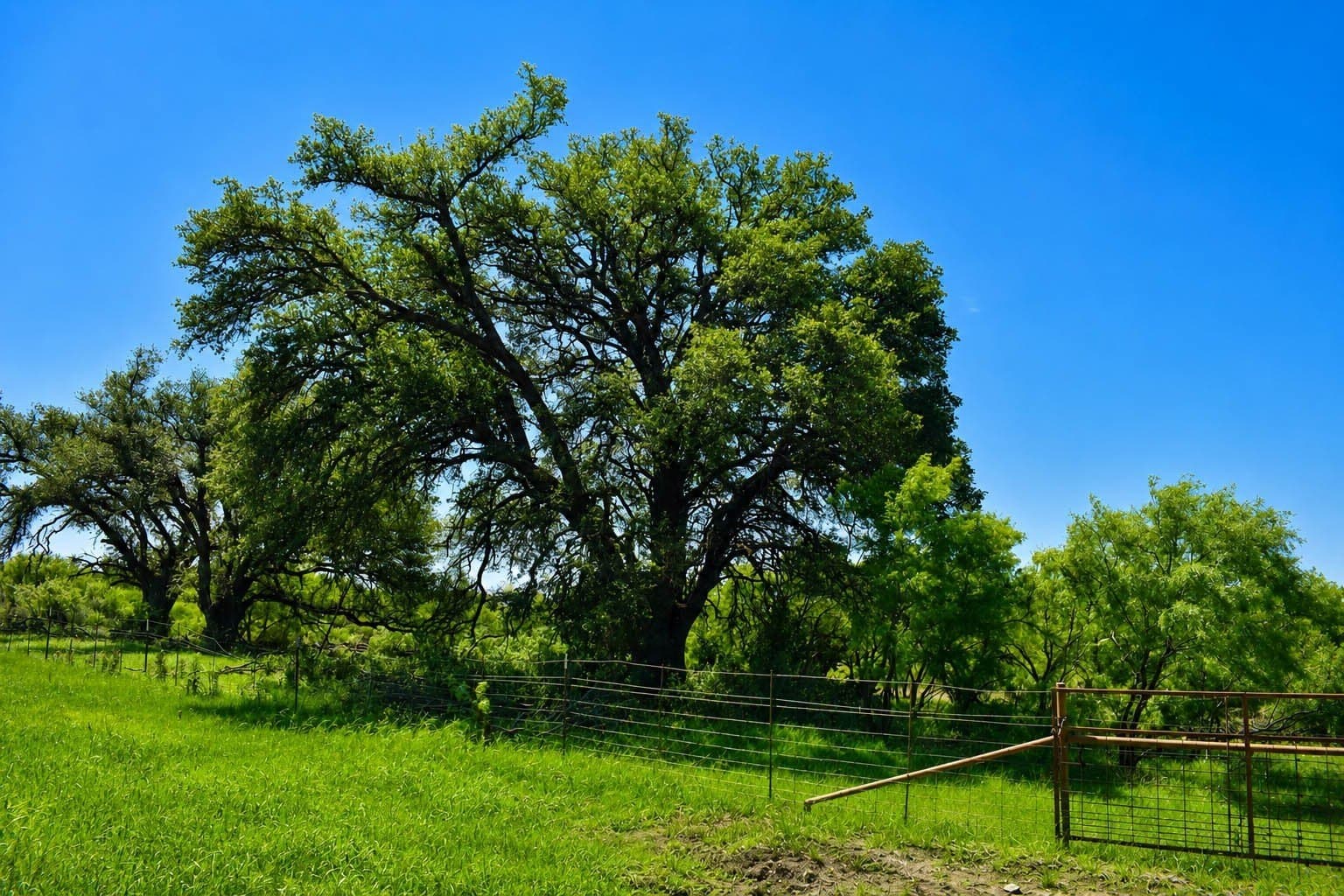 539.39 acres in McCulloch County - photo 9