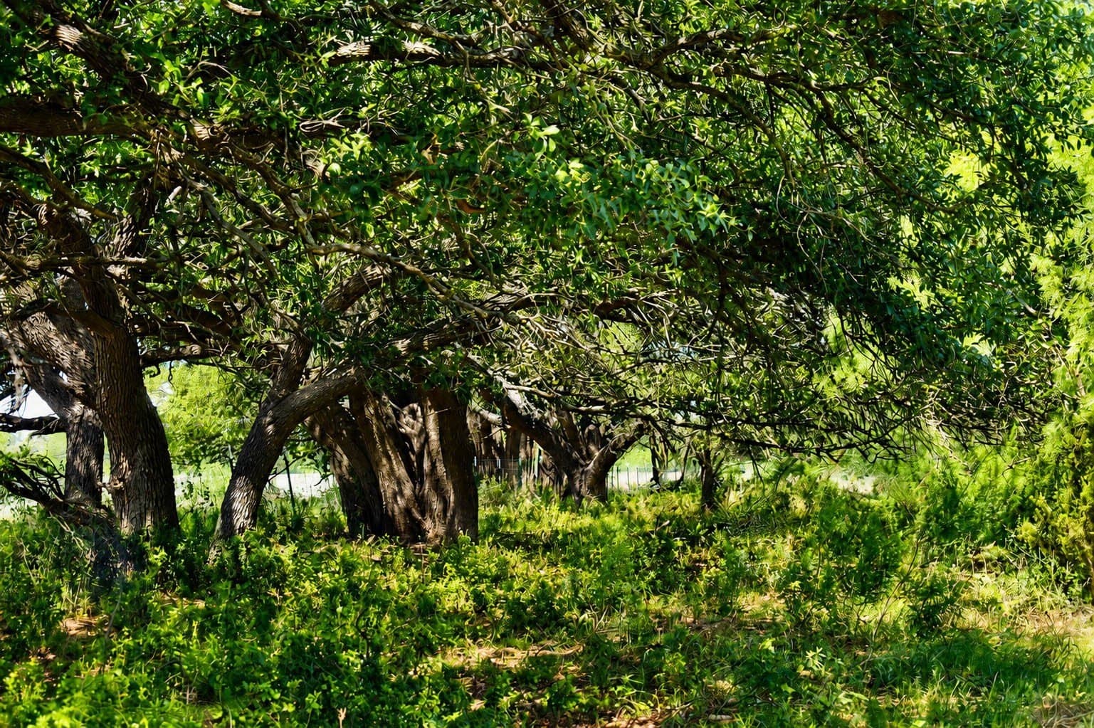 539.39 acres in McCulloch County - photo 8