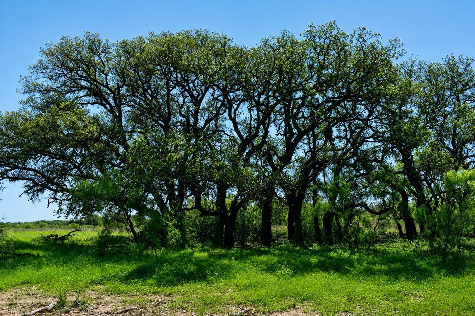 539.39 acres in McCulloch County - photo 23