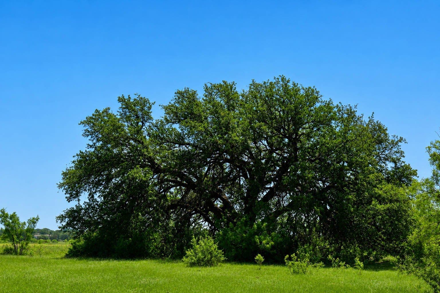 539.39 acres in McCulloch County - photo 21