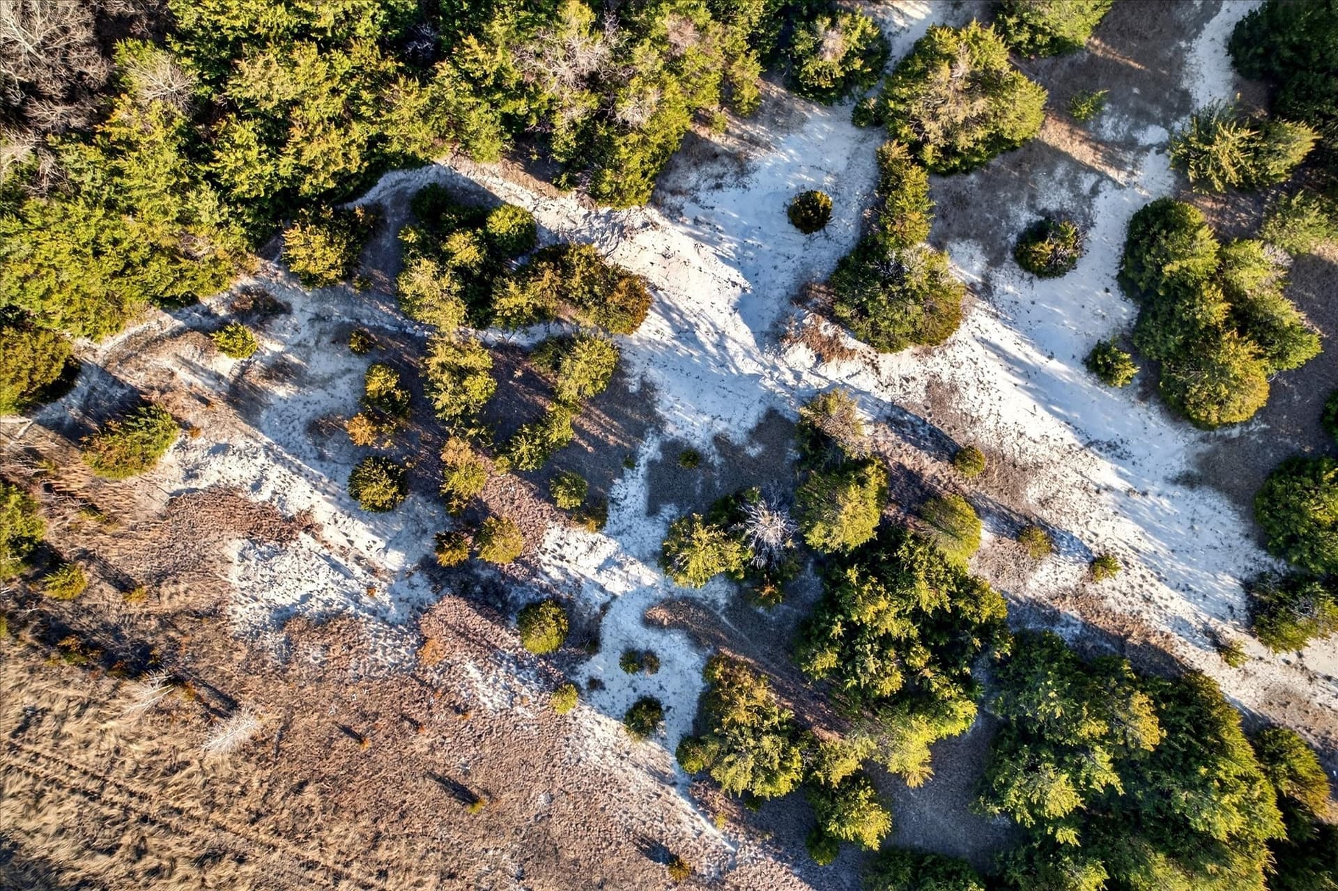 100 acres in Collin County gallery image 4
