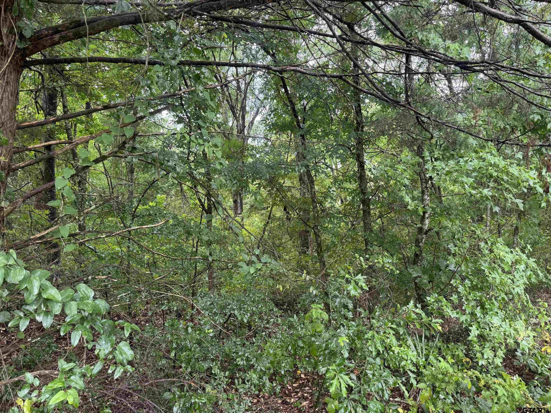 5 acres in Smith County gallery image 4