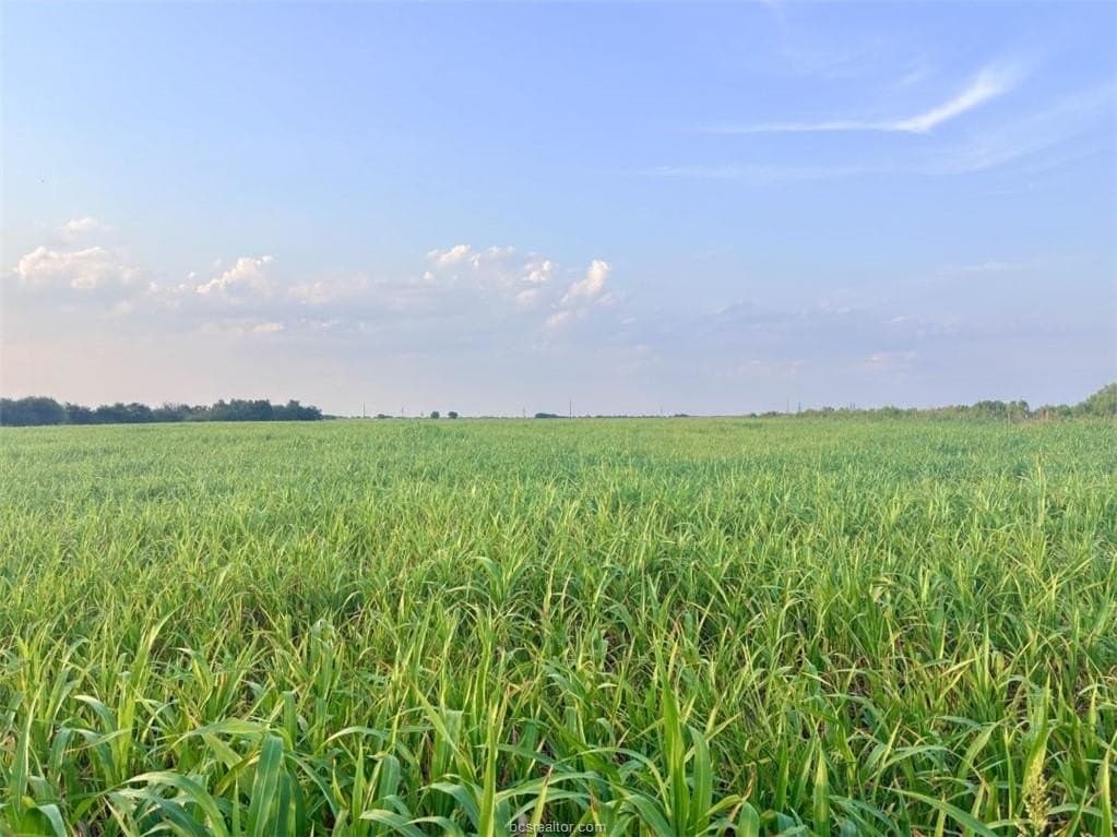 11.88 acres in Milam County - photo 5