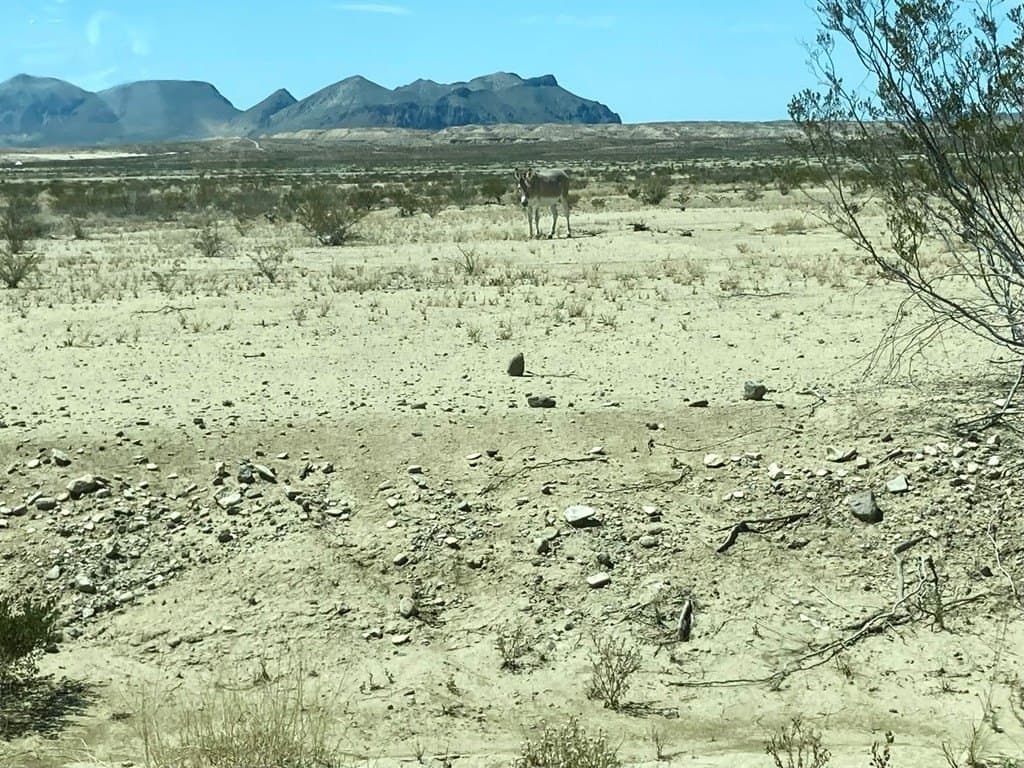 640 acres in Brewster County gallery image 3