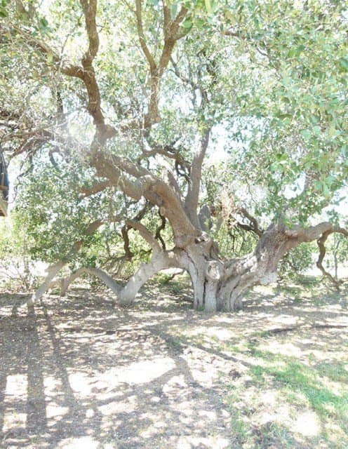 105 acres in San Saba County - photo 18