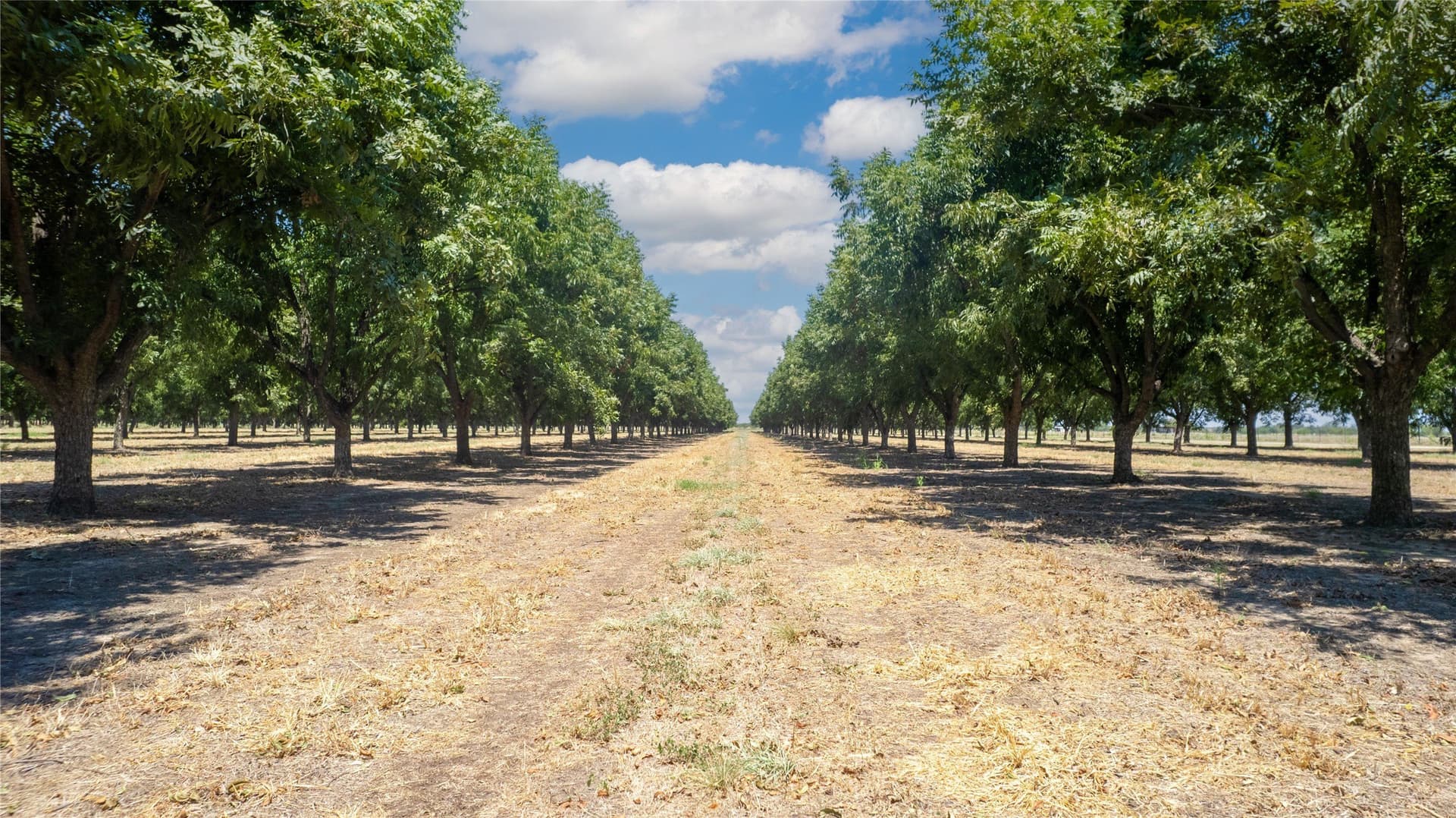 105 acres in San Saba County gallery image 2