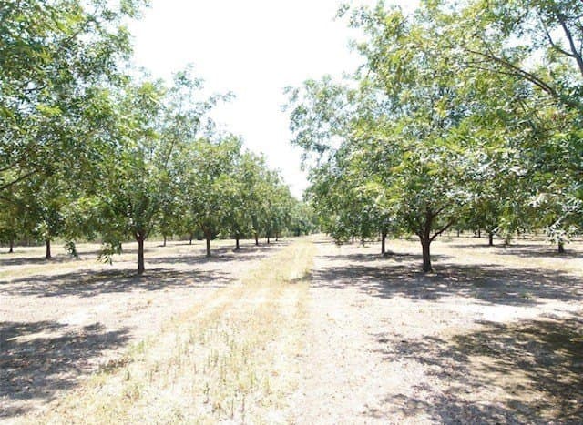105 acres in San Saba County - photo 8