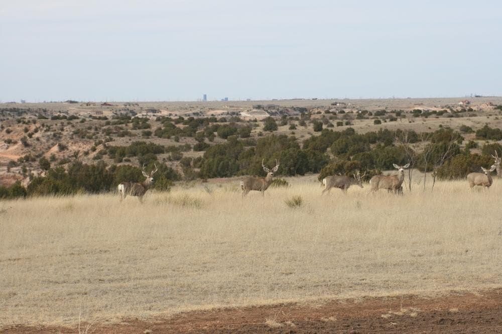 1.5 acres in Randall County gallery image 2