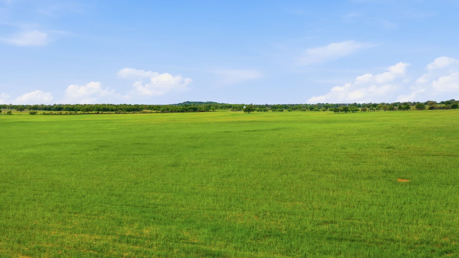 110 acres in Callahan County gallery image 4