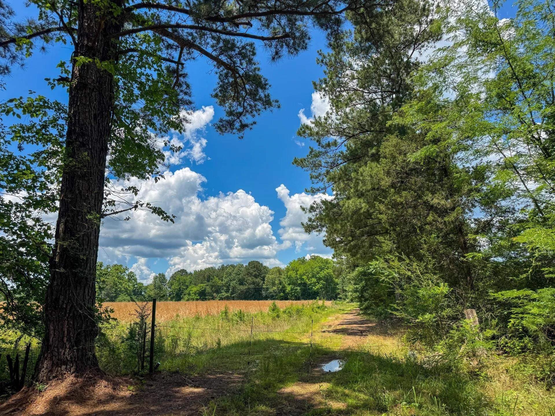 231 acres in Cass County - photo 31