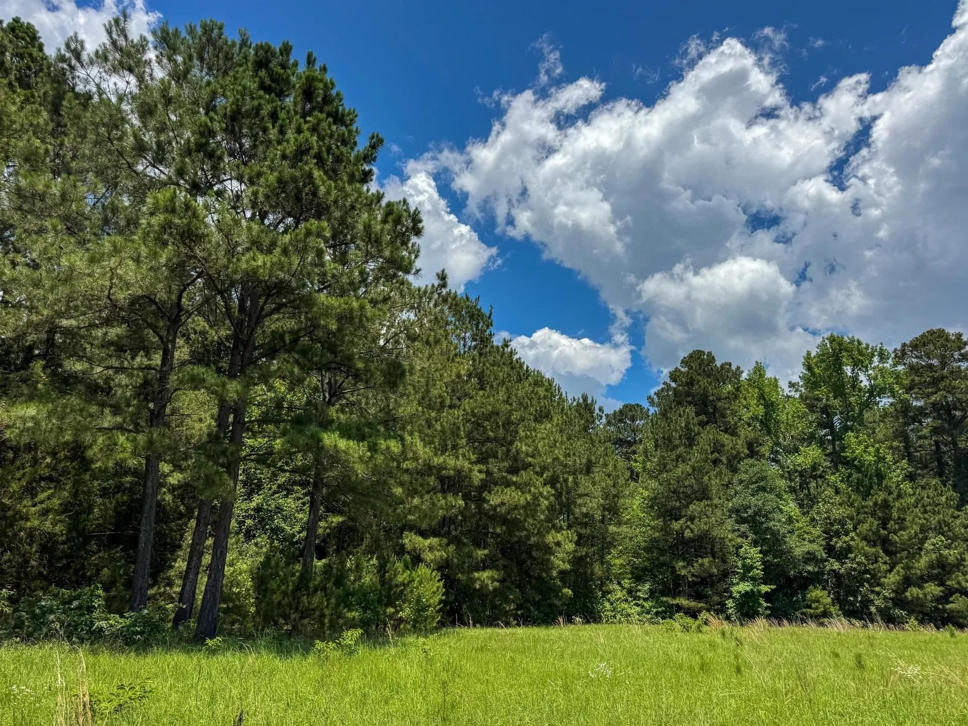 231 acres in Cass County - photo 28