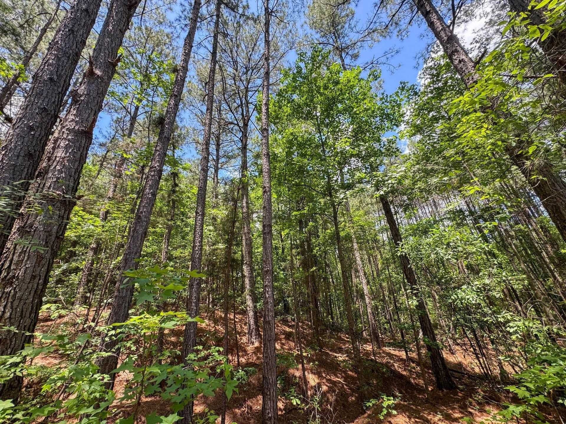 231 acres in Cass County - photo 39