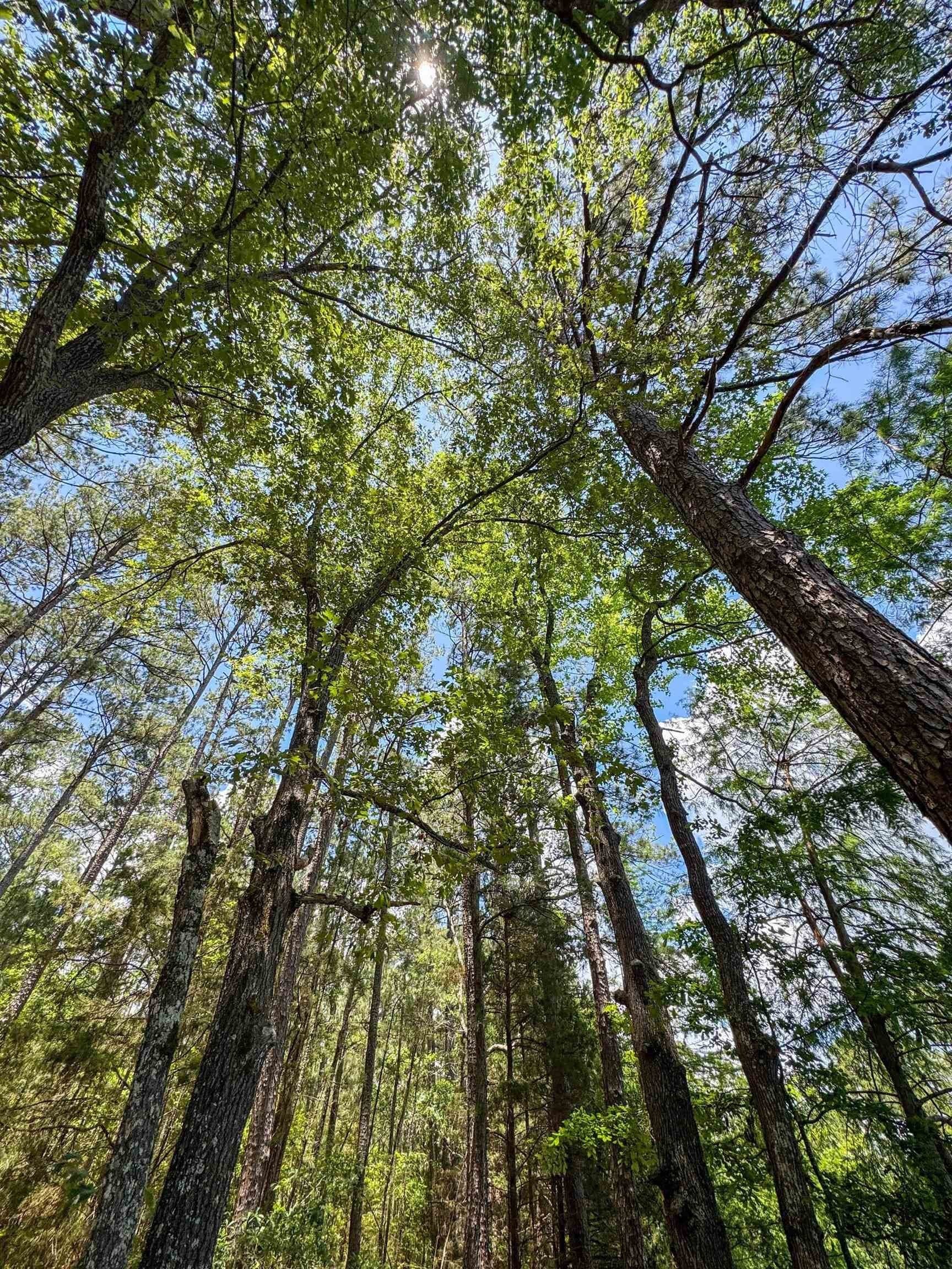 231 acres in Cass County - photo 37