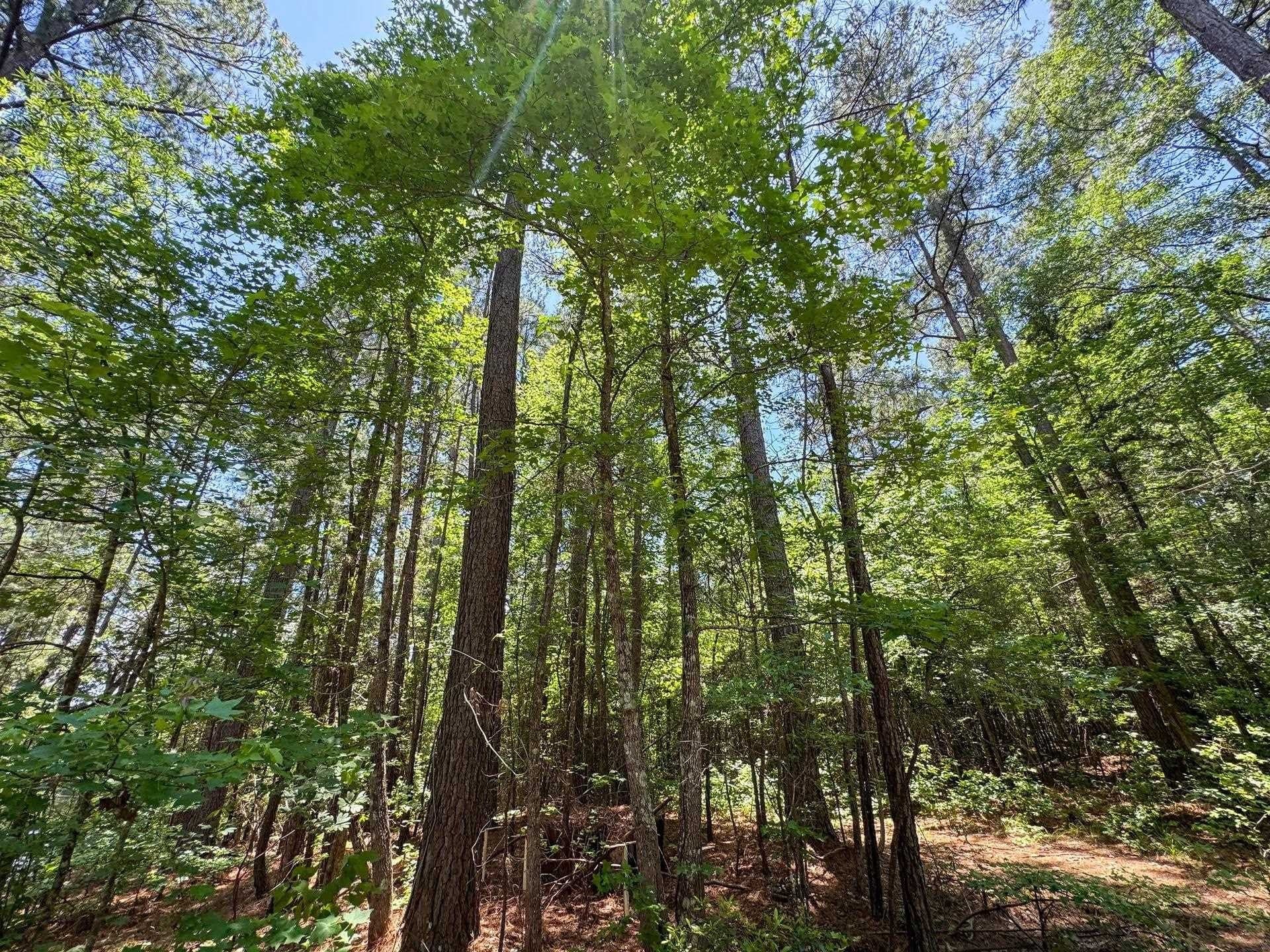 231 acres in Cass County - photo 38