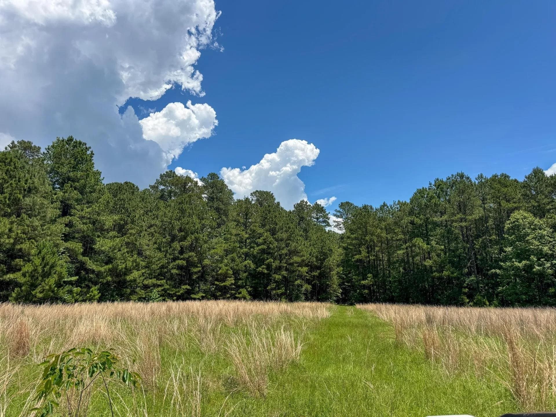 231 acres in Cass County - photo 29