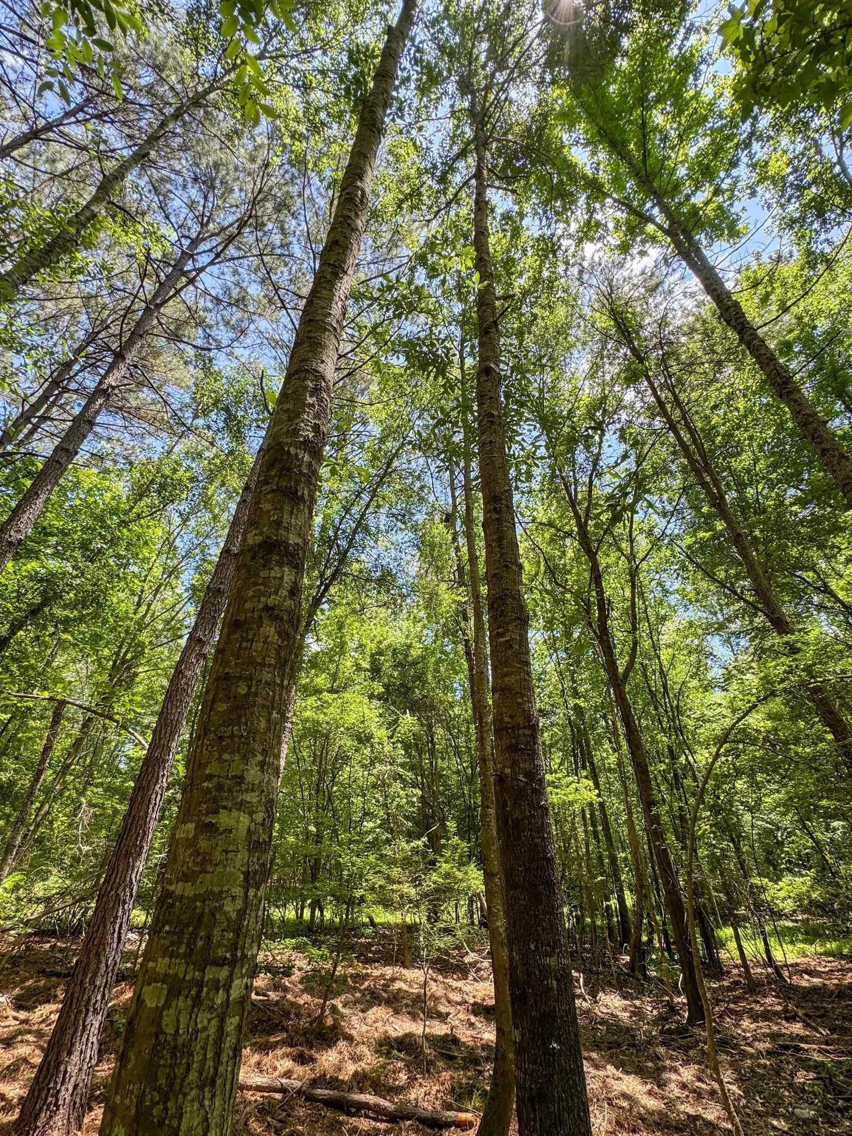 231 acres in Cass County - photo 41