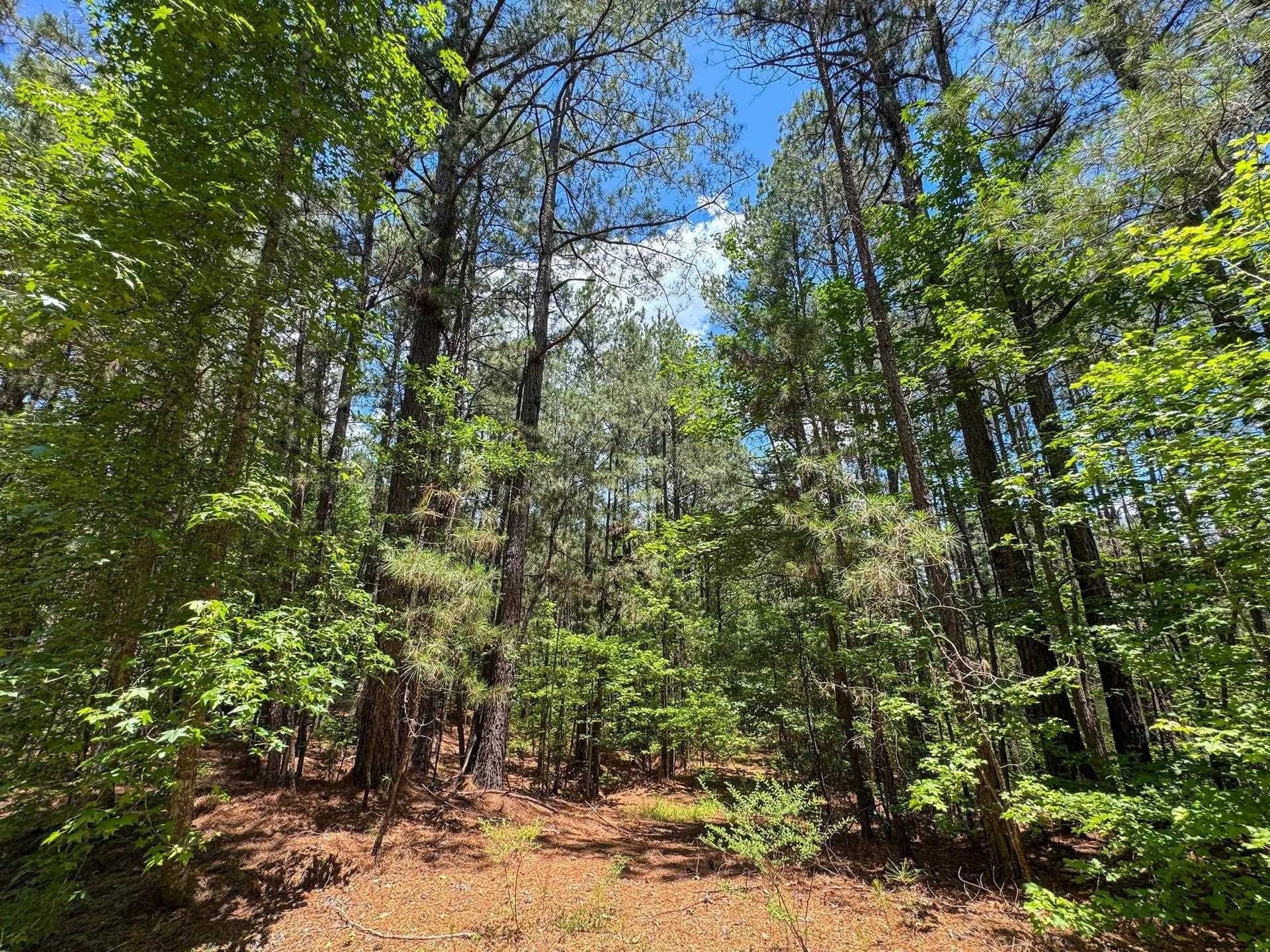 231 acres in Cass County - photo 33
