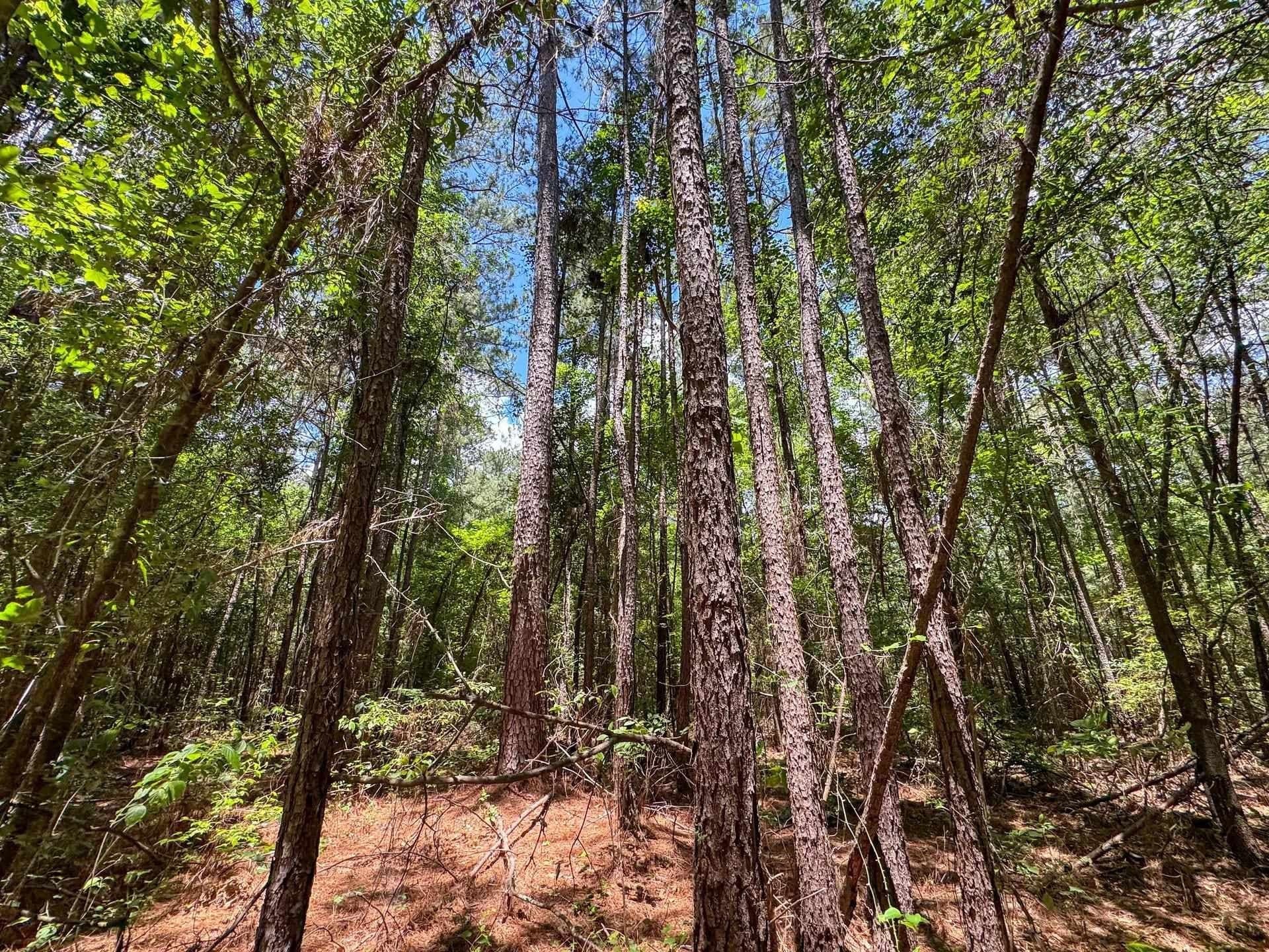 231 acres in Cass County - photo 32