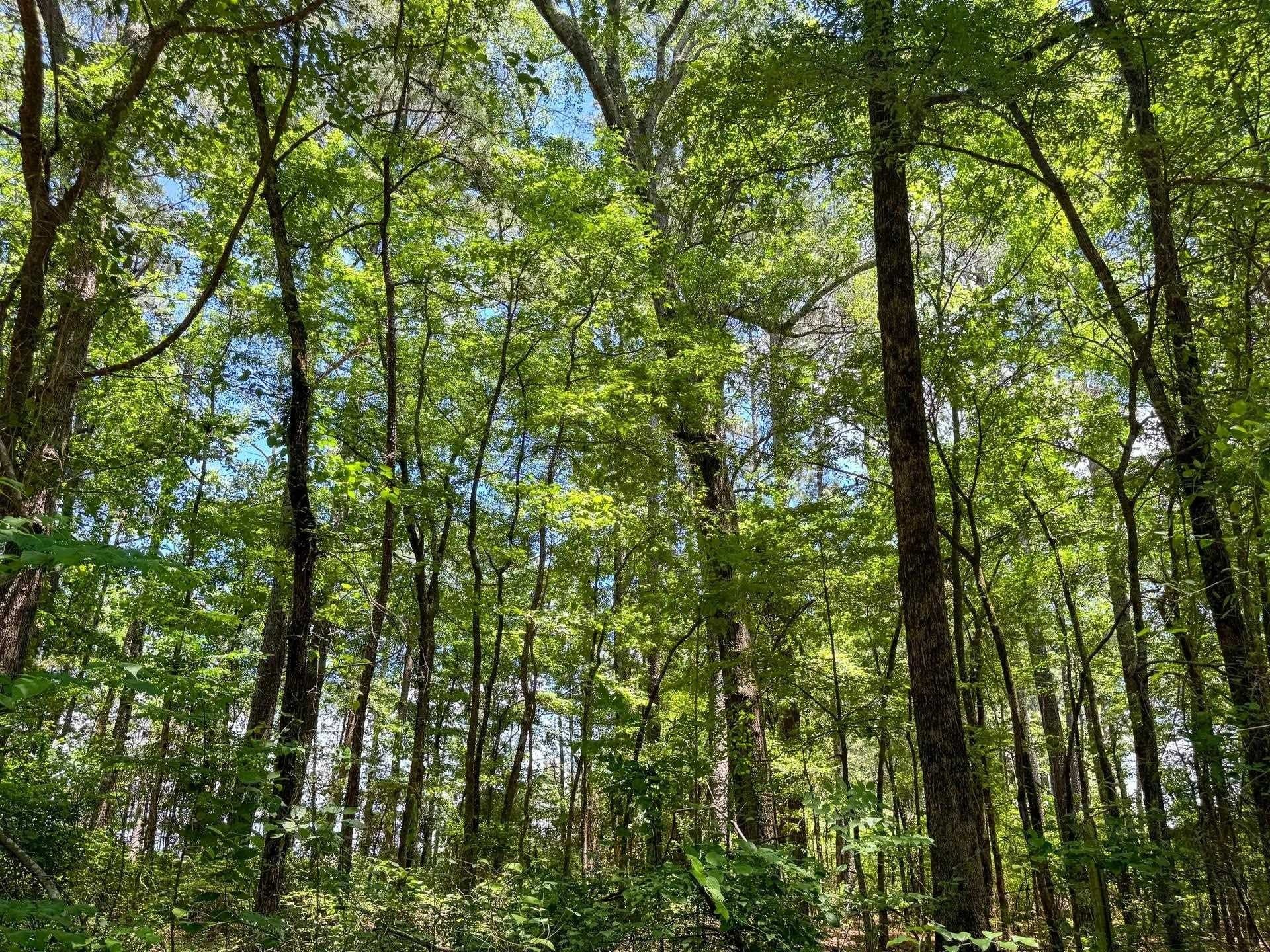 231 acres in Cass County - photo 47