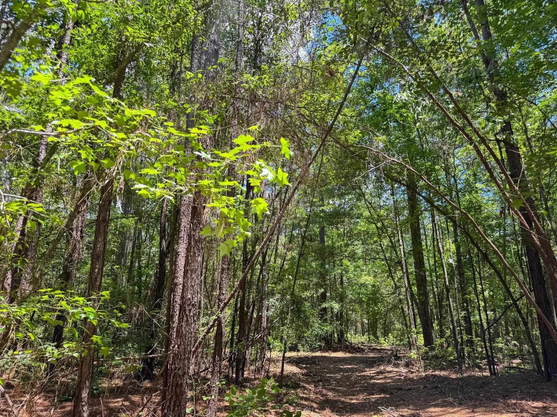 231 acres in Cass County - photo 34