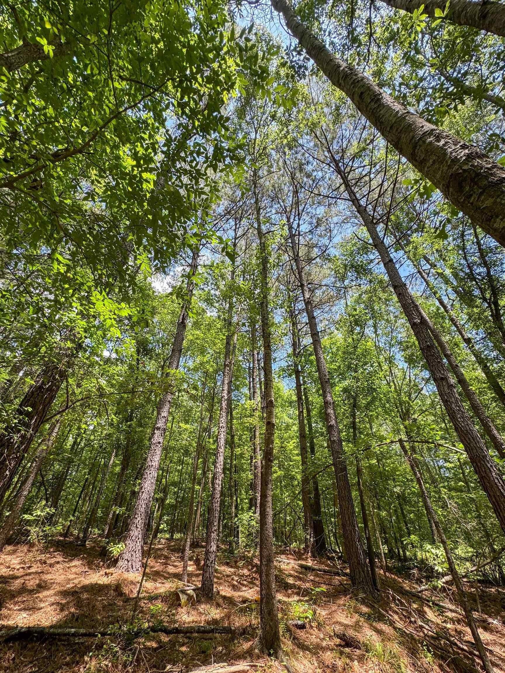 231 acres in Cass County - photo 40
