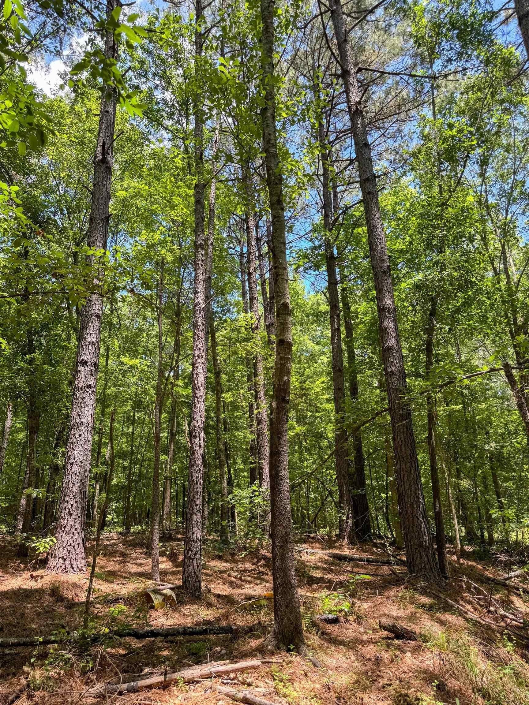 231 acres in Cass County - photo 44