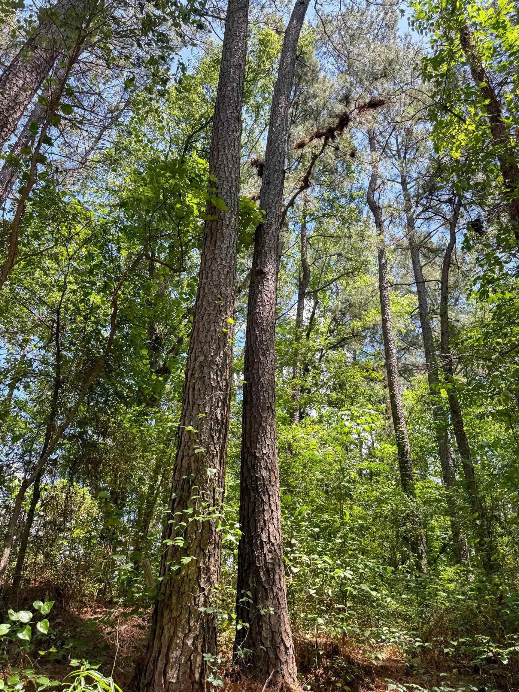 231 acres in Cass County - photo 48