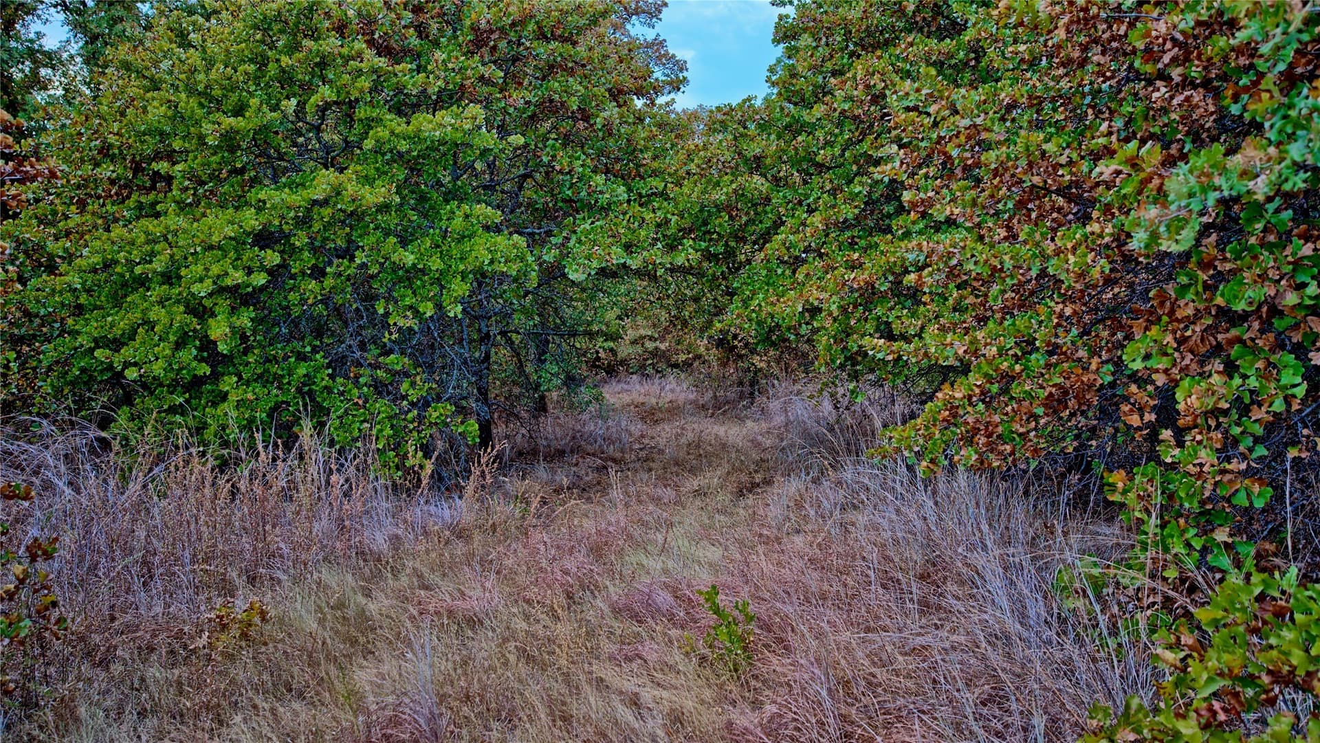 121.34 acres in Montague County - photo 13