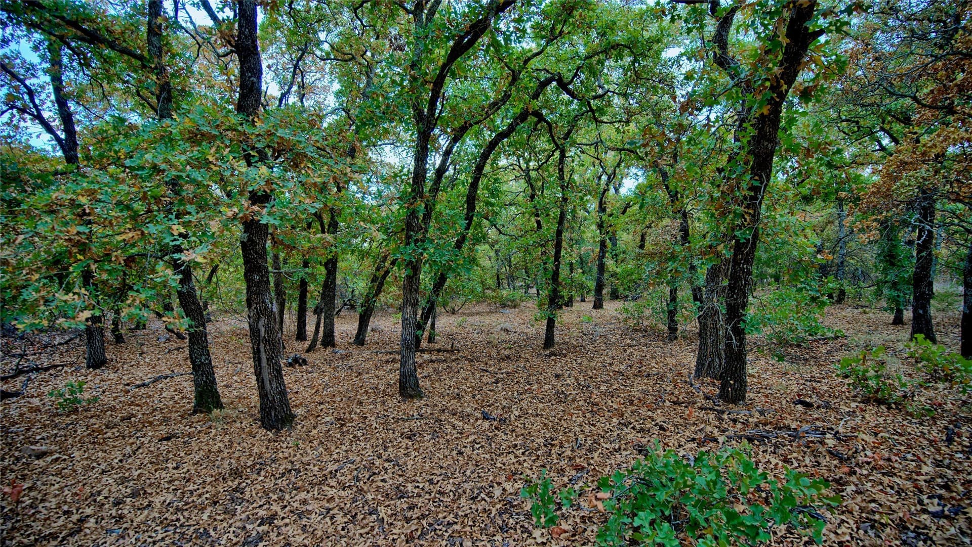121.34 acres in Montague County - photo 15