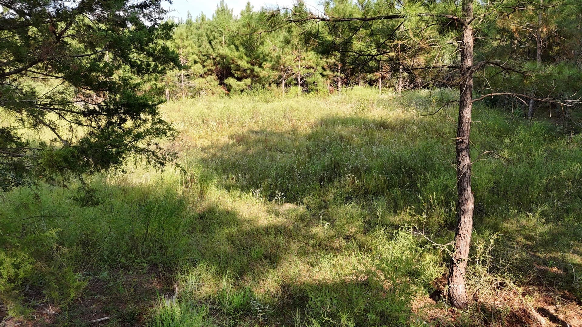 5.51 acres in Panola County gallery image 2
