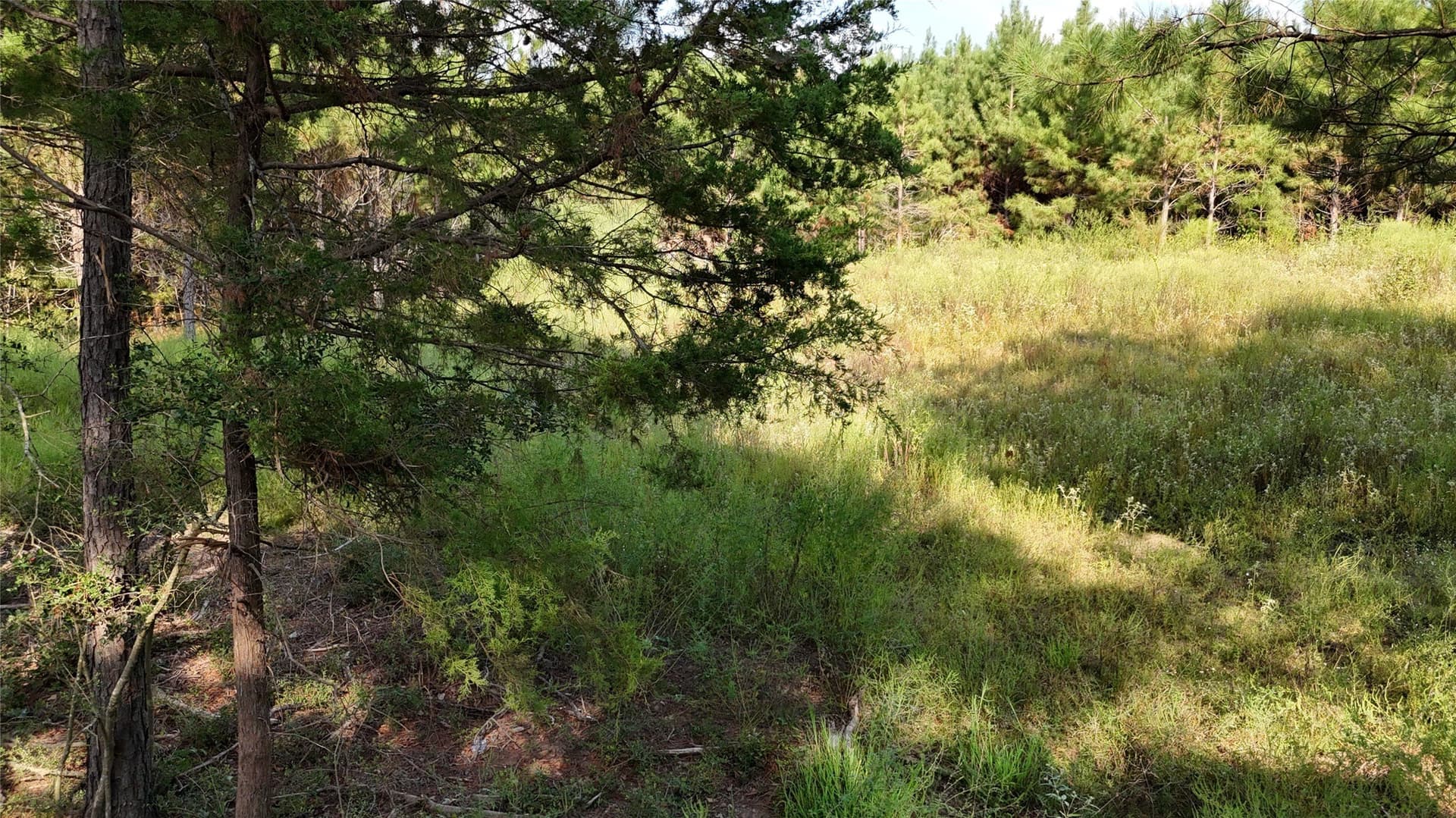 5.51 acres in Panola County gallery image 3