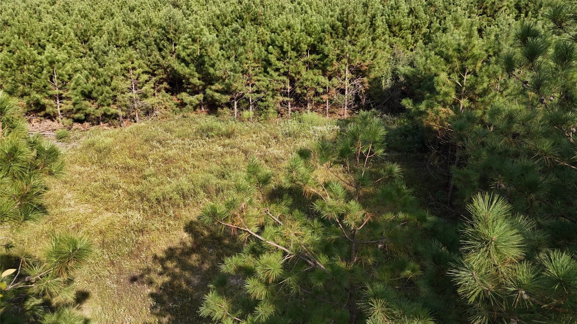 5.51 acres in Panola County gallery image 4