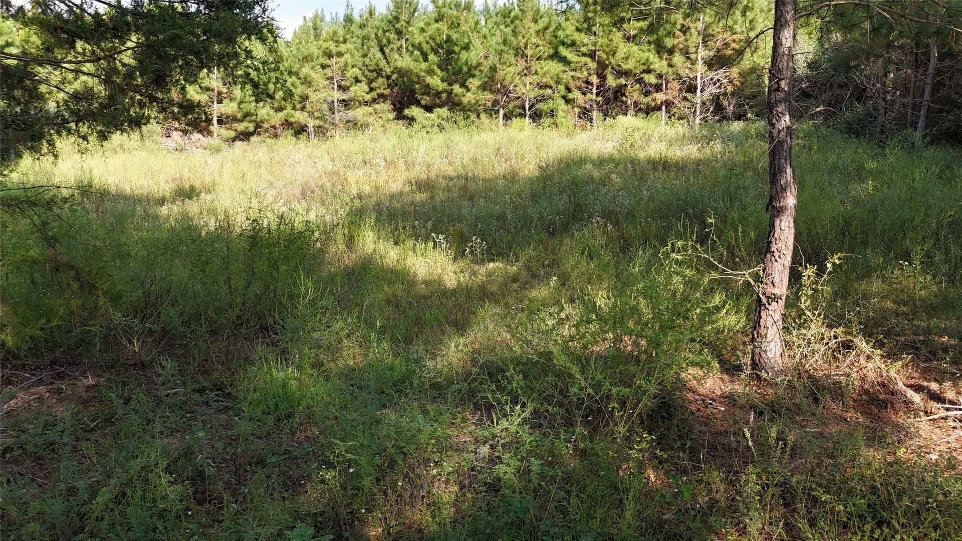 5.51 acres in Panola County featured view