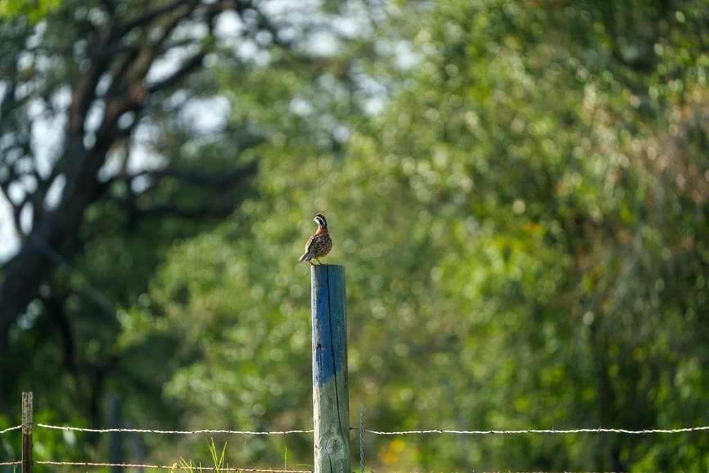15 acres in Atascosa County gallery image 2