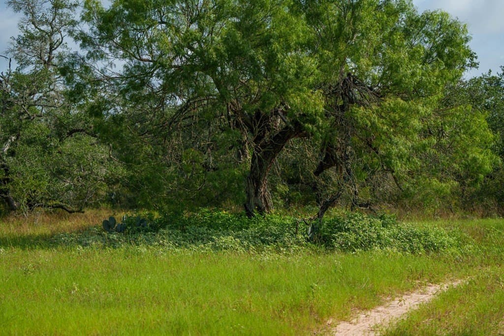 15 acres in Atascosa County featured view