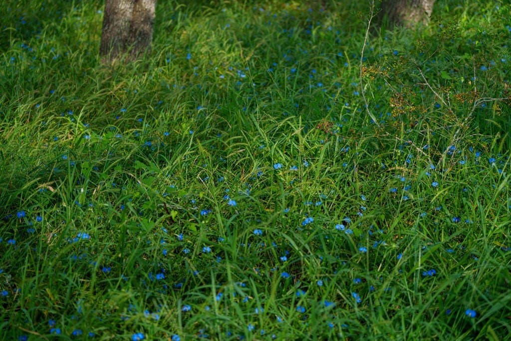 15 acres in Atascosa County gallery image 3