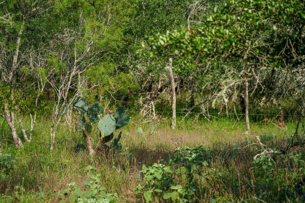 15 acres in Atascosa County gallery image 4