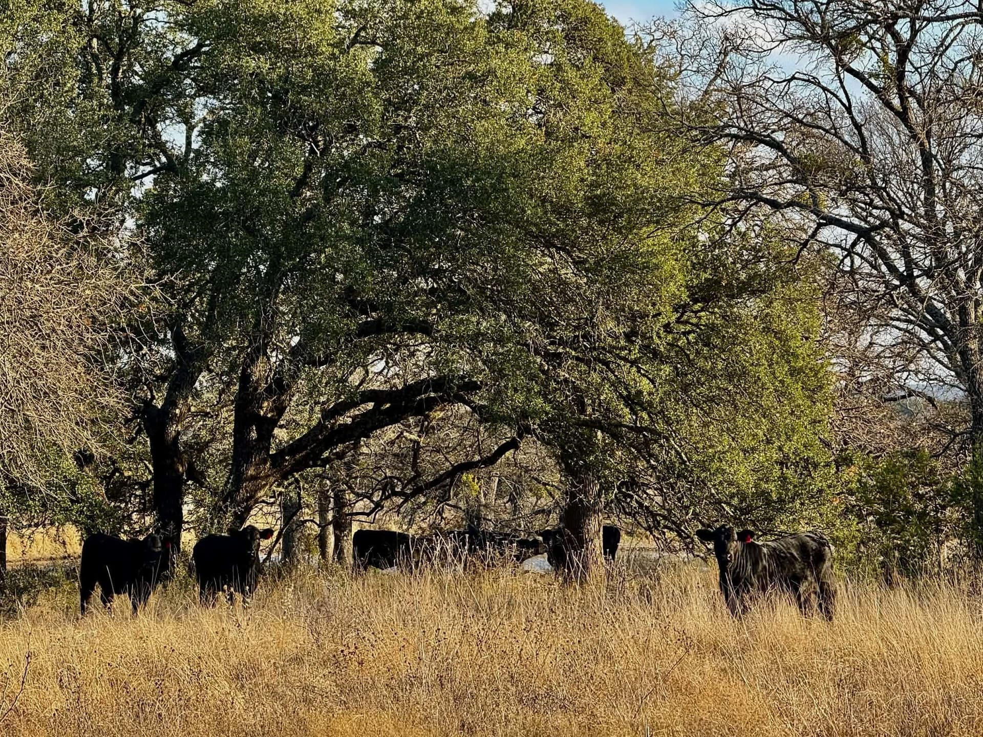 492.93 acres in Bosque County - photo 36