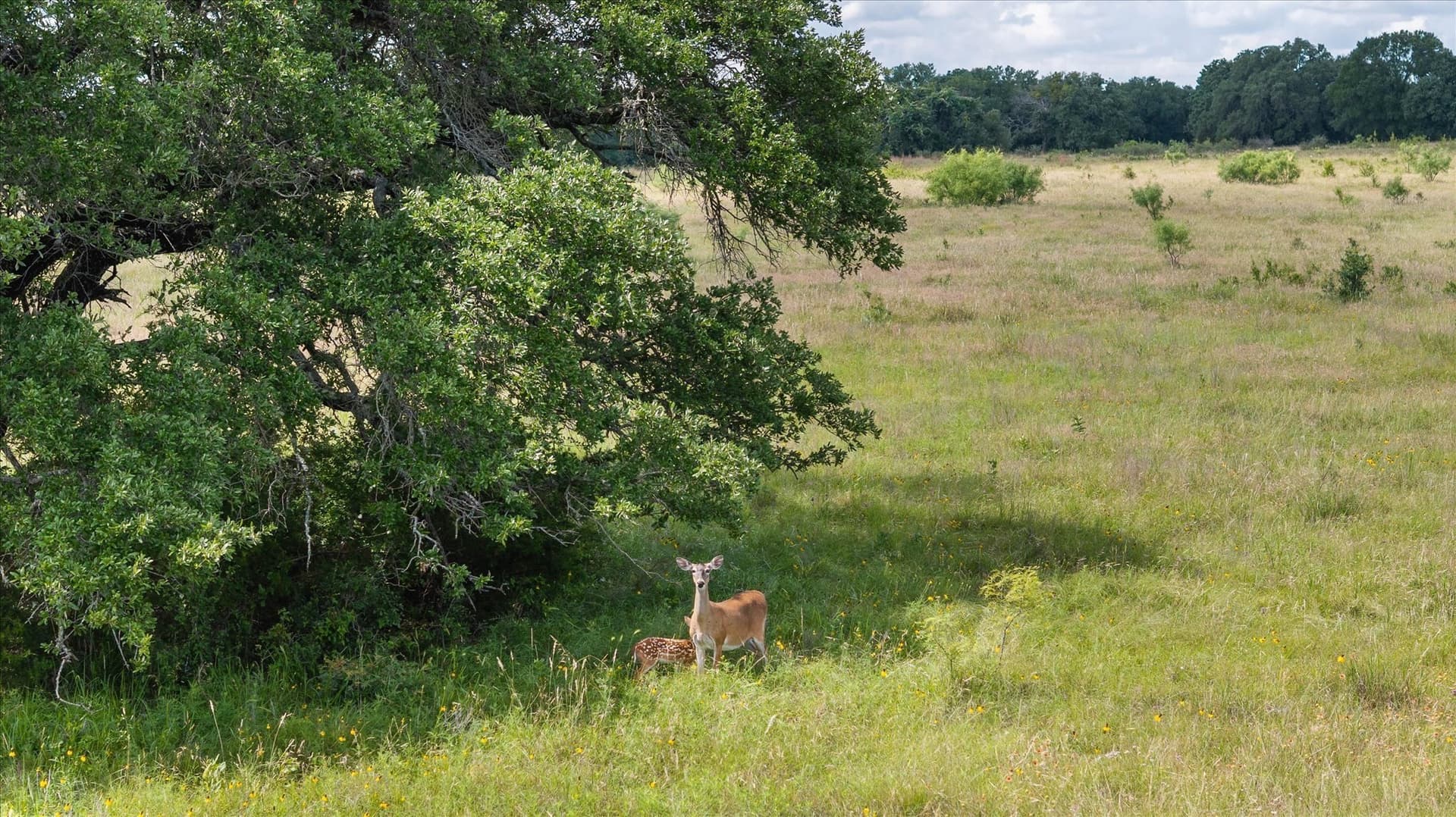 492.93 acres in Bosque County - photo 2