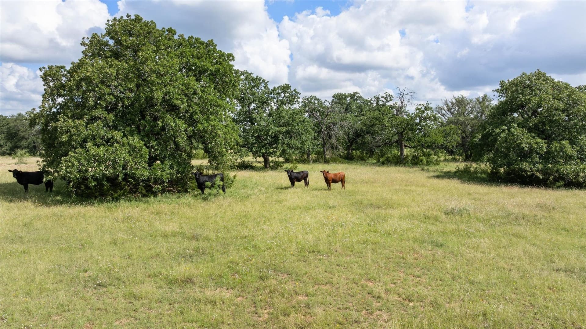 492.93 acres in Bosque County - photo 4