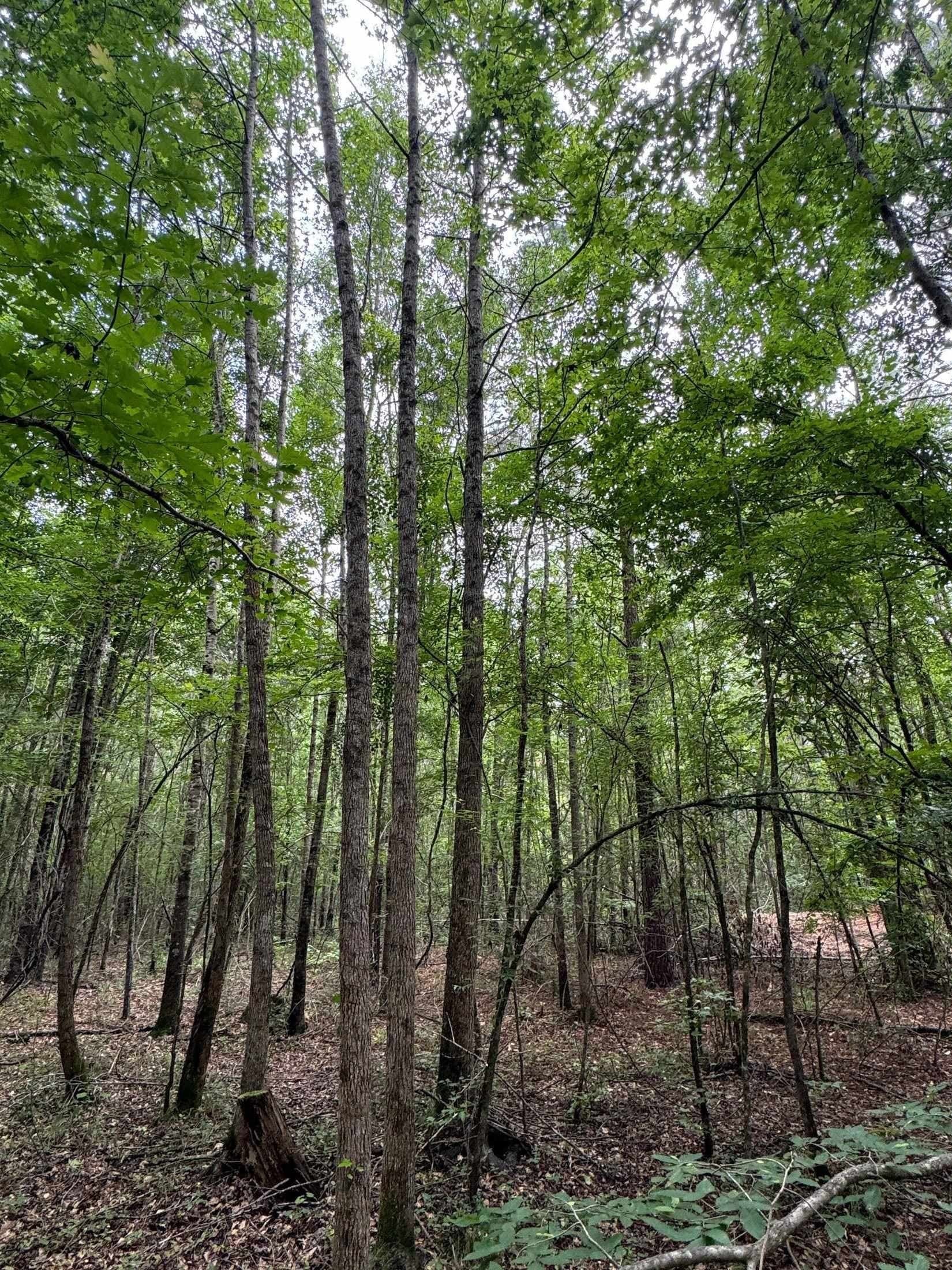 8.42 acres in Marion County - photo 11